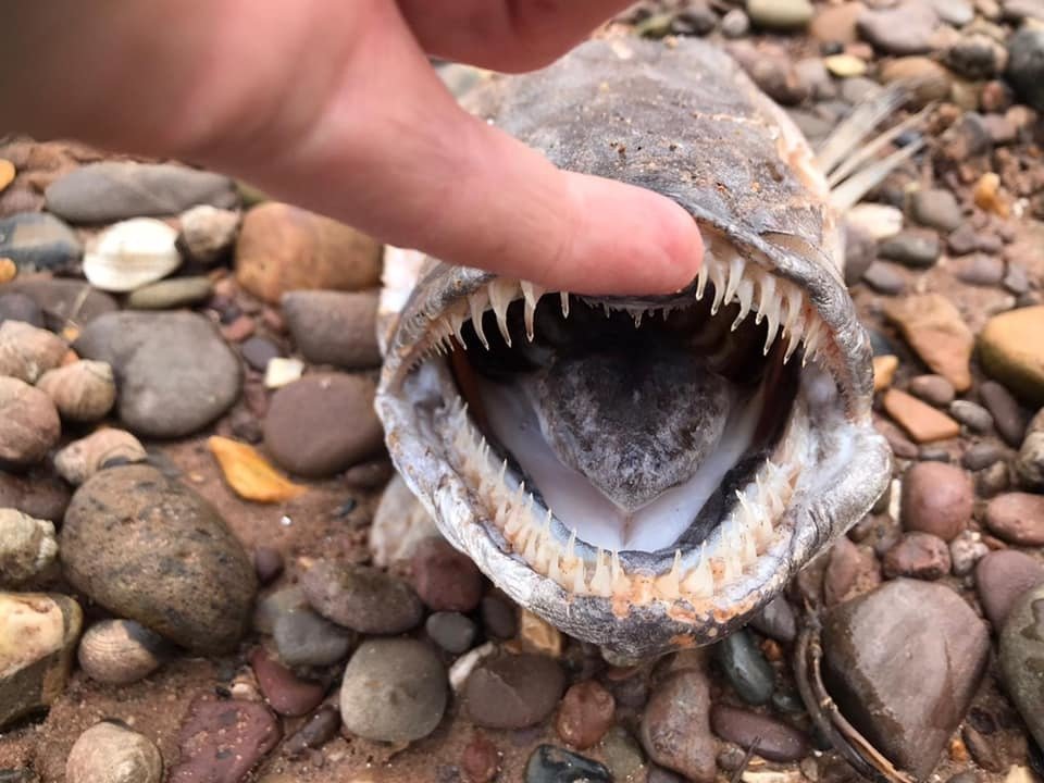 Strašidelná lebka záhadné ryby, kterou našel manželský pár na pláži v hrabství Devon.