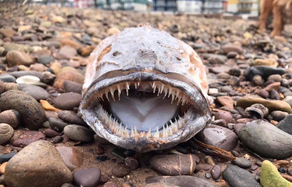 Strašidelná lebka záhadné ryby, kterou našel manželský pár na pláži v hrabství Devon.