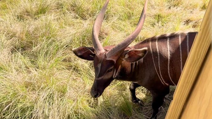 Nejneobvyklejší zásilky, které společnost DHL přepravovala v roce 2025. Nejneobvyklejší zásilky, které společnost DHL přepravovala v roce 2025.