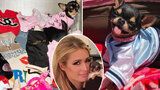 Hollywoodská tragédie: Psa Paris Hiltonové asi sežral kojot