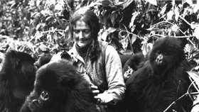 Smrt Dian Fossey je dodnes nevyřešená, ačkoliv existuje řada podezřelých