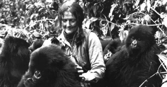 Lejna, slzy, sebeobětování. Opět vychází kniha o gorilách od autorky, kterou kvůli jejich ochraně zavraždili   