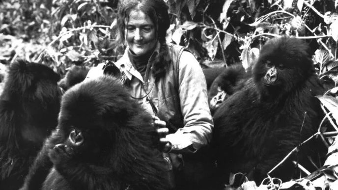 Dian Fosseyová mezi svými gorilami