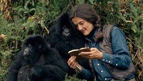 Dian Fosseyová se zasadila o záchranu goril horských.