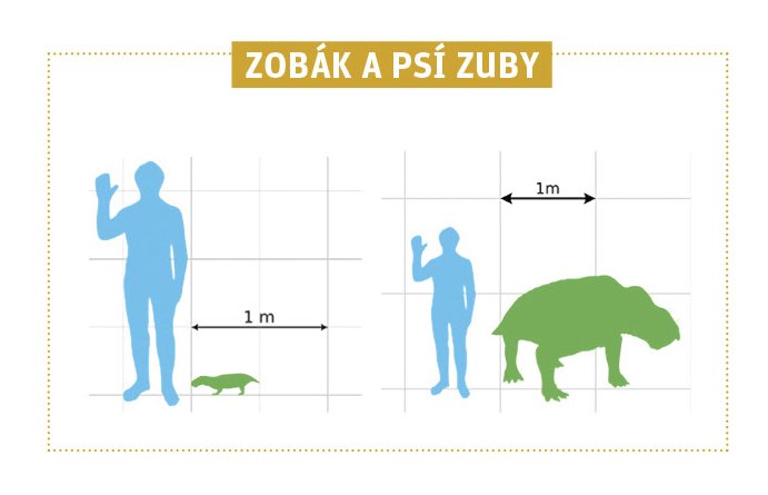 Dicynodont: Zobák a psí zuby