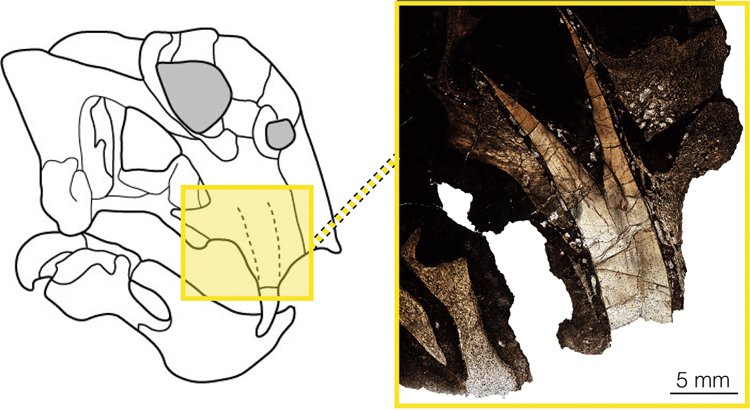 Dicynodonti rodu Lystrosaurus měli skutečné stále rostoucí kly ze zuboviny