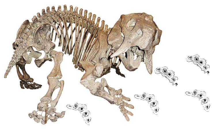 Fantomové stopy spolu s kostrou dicynodonta