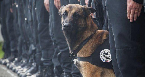 Fenku Diesel (†7) omylem zastřelil policista při pařížském zátahu na teroristy 