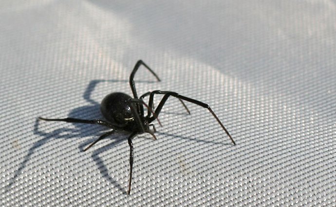Kuriózní zjištění australského vědce: Staré diesely vábí pavouky ve velkém