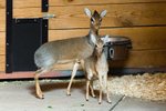 Mládě dikdika v Zoo Praha se má podle chovatelů čile k světu. Ve skupině je vzhledem ke své velikosti velmi dobře rozpoznatelný. Plného vzrůstu by měl dosáhnout zhruba v sedmi měsících.