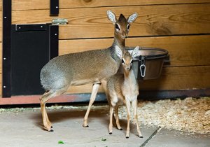 Mládě dikdika v Zoo Praha se má podle chovatelů čile k světu. Ve skupině je vzhledem ke své velikosti velmi dobře rozpoznatelný. Plného vzrůstu by měl dosáhnout zhruba v sedmi měsících.