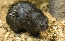 Vzácný přírůstek v Zoo Praha: Batole jako jehelníček