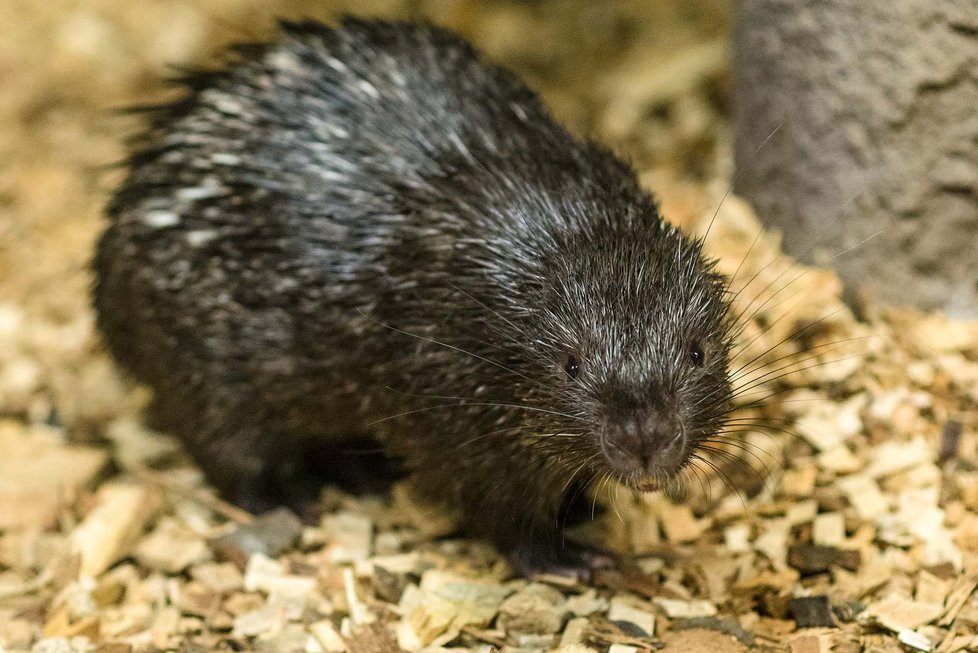 Dikobraz palawanský je jedním z nejmenších druhů dikobrazů. Typická je krátká, zakulacená hlava bez zřetelného krku, zavalitá postava a malé oči i boltce. Samci se od samic liší pouze větší velikostí.