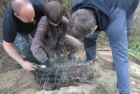 Ze zoo utekl dikobraz! Svobody se nechtěl vzdát, z nory pod borovicí ho museli vykopat!