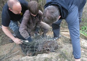 Z plzeňské zoo utekl dikobraz, usadil se u Chotíkova. Ochránci zvířat ho museli vykopat z nory.