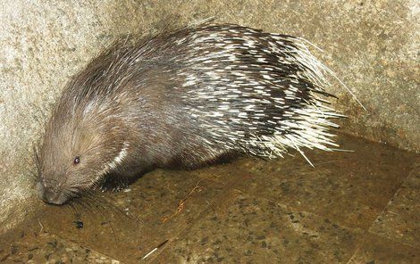 Dikobraz uprchl ze zoologické zahrady.