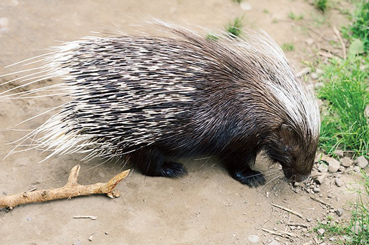 Lva přemůže dvacetikilový hlodavec vyzbrojený přes 30 cm dlouhými ostrými ostny – dikobraz.  