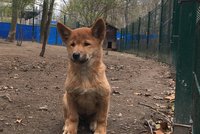 Divoký pes dingo v Plzni: Mel a Kylie mají holčičku, asi…