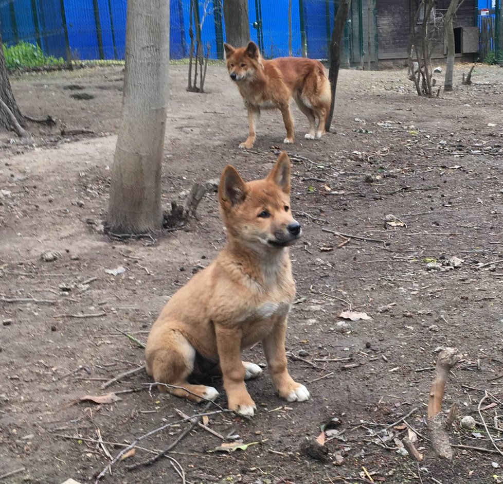 V plzeňské zoo mají mládě dinga.