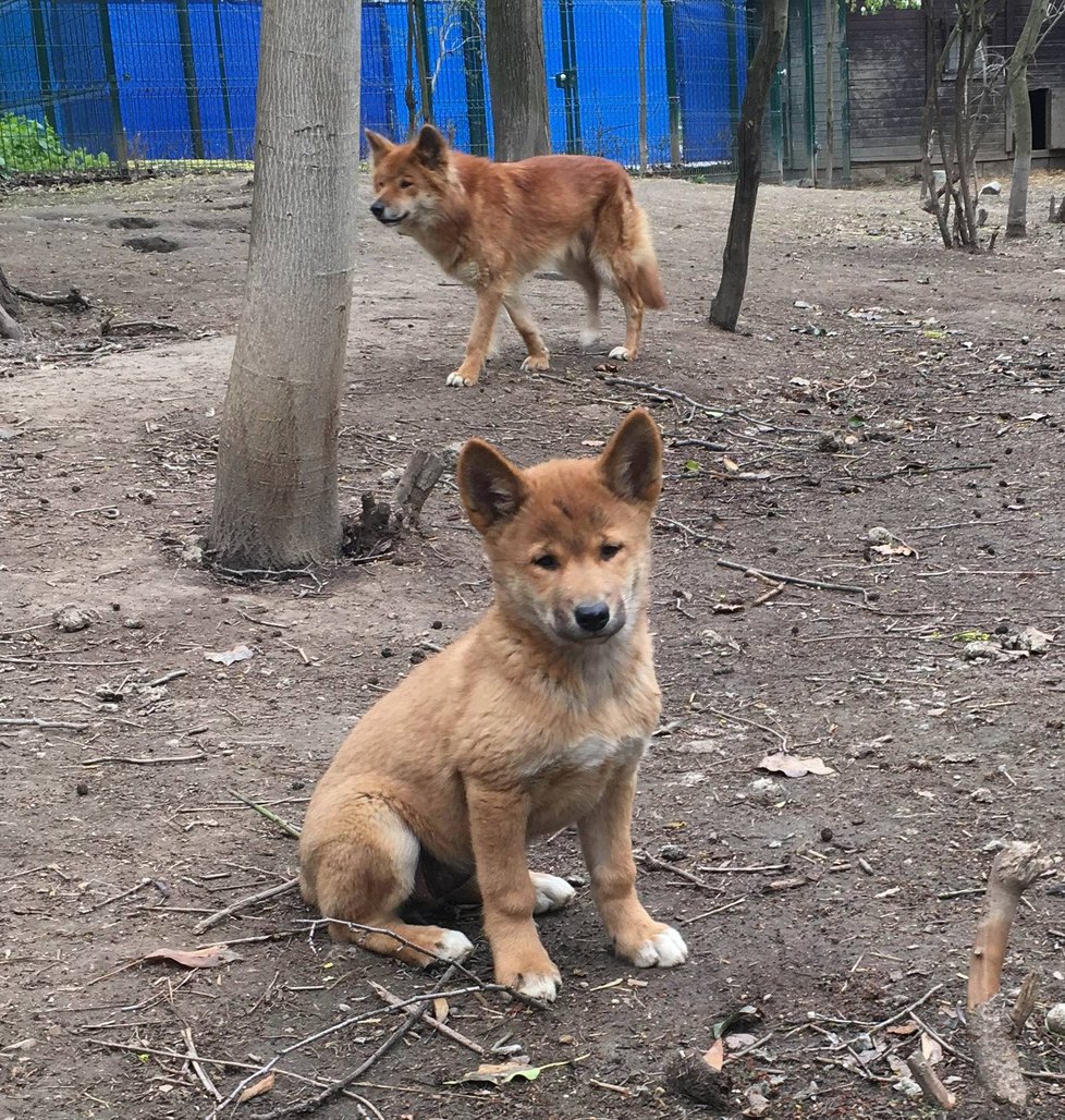 V plzeňské zoo mají mládě dinga.