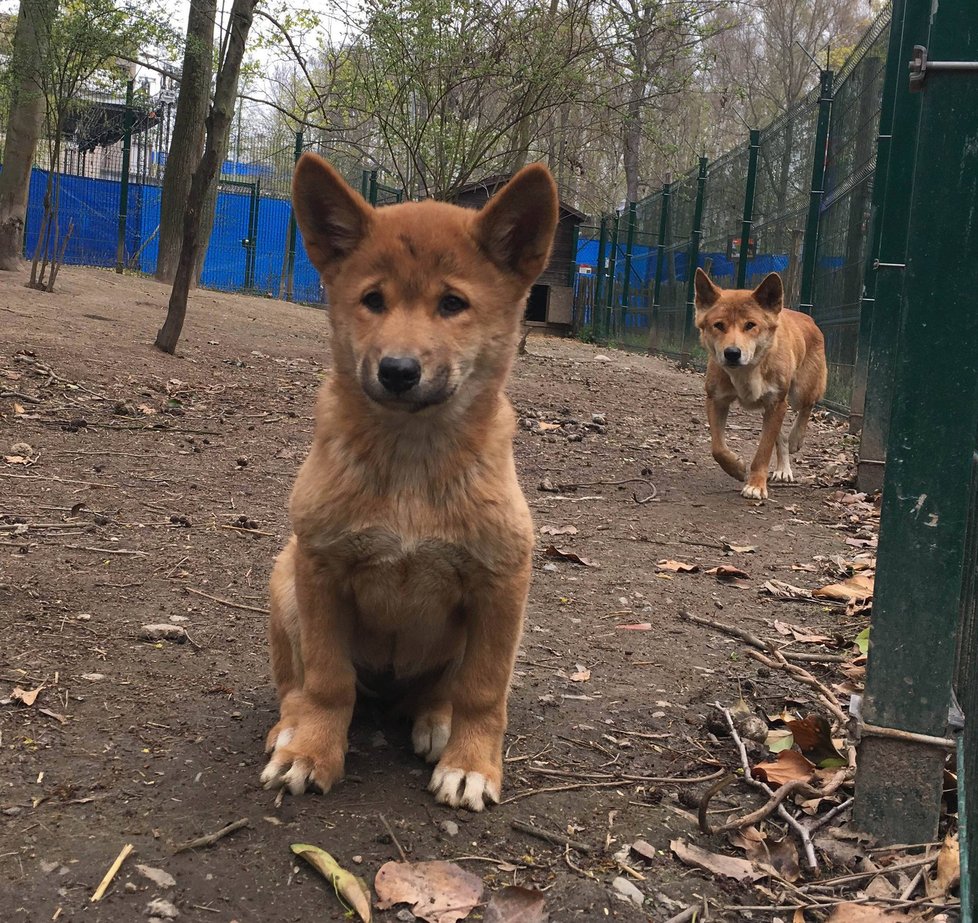 V plzeňské zoo mají mládě dinga.