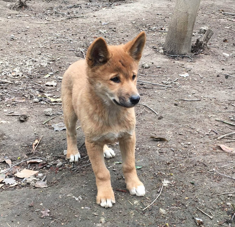 V plzeňské zoo mají mládě dinga.