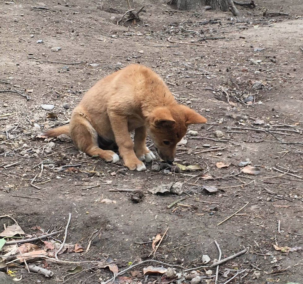 V plzeňské zoo mají mládě dinga.