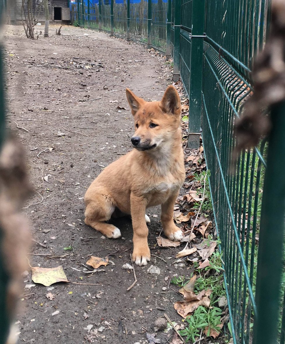 V plzeňské zoo mají mládě dinga.