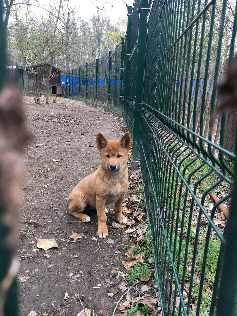 V plzeňské zoo mají mládě dinga.