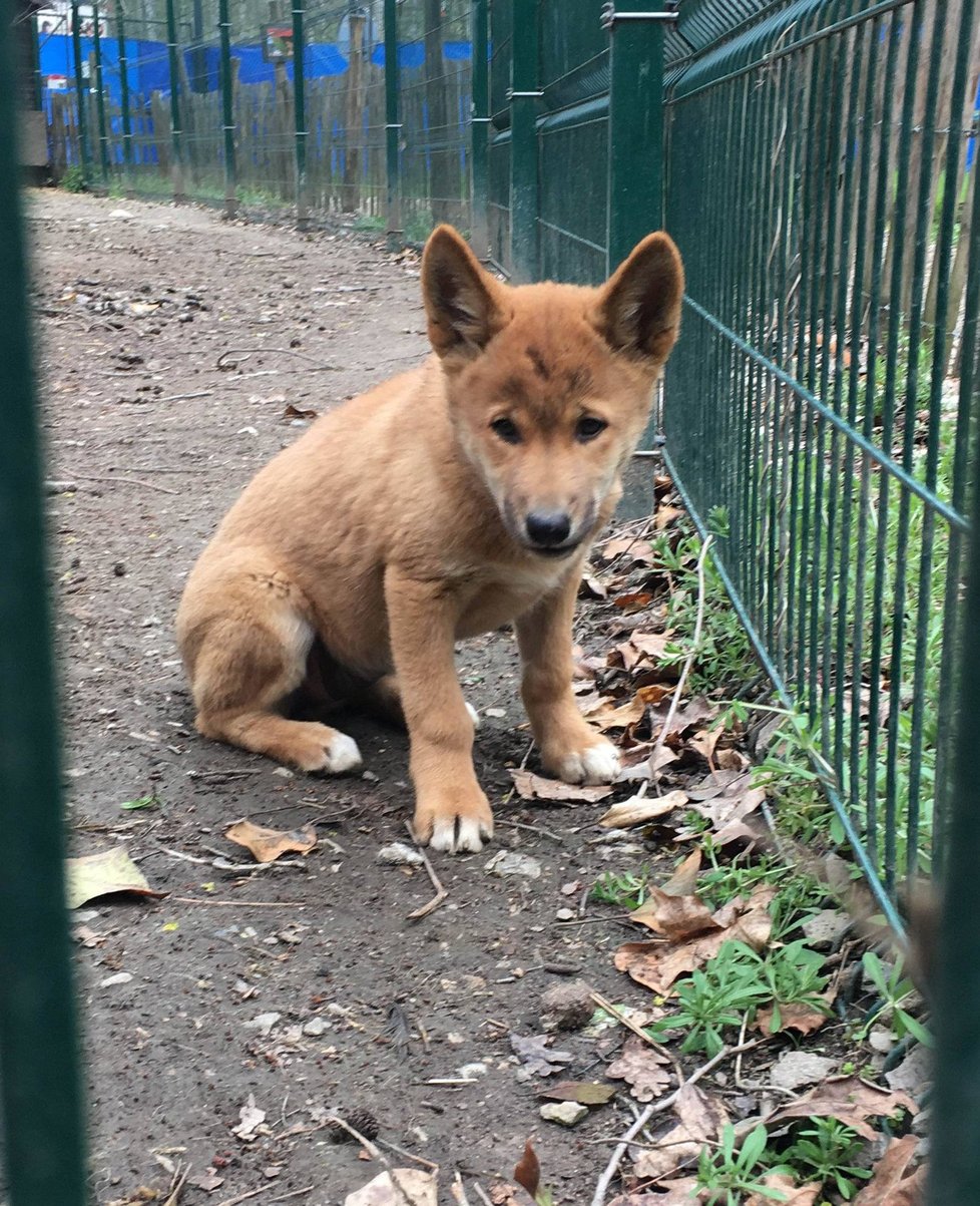 V plzeňské zoo mají mládě dinga.