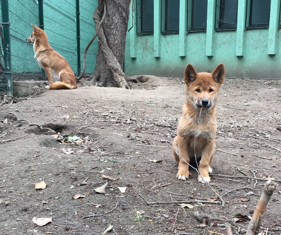 V plzeňské zoo mají mládě dinga.