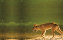 Typickou barvou dingů je rezavá, ale mohou být i černí nebo krémoví