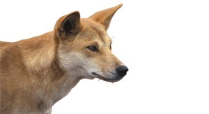 Moc velký dingo: Jak lidé zvětšili divoké psy