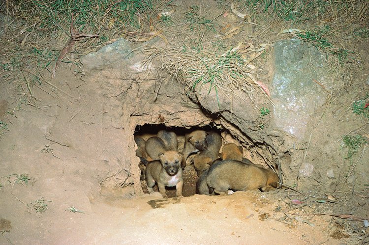 Samice dinga může porodit až deset štěňat