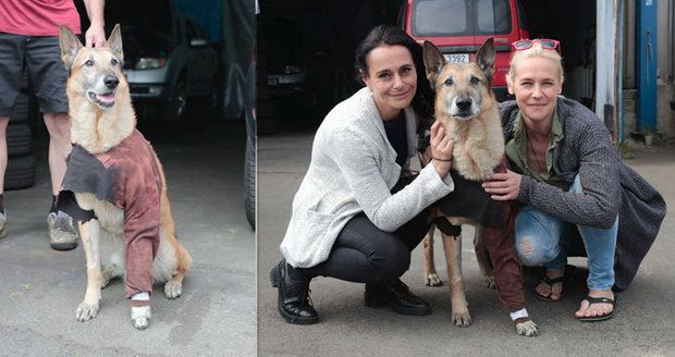 Zraněný belgický ovčák se zase raduje ze života: Dingo děkoval zachránkyním!