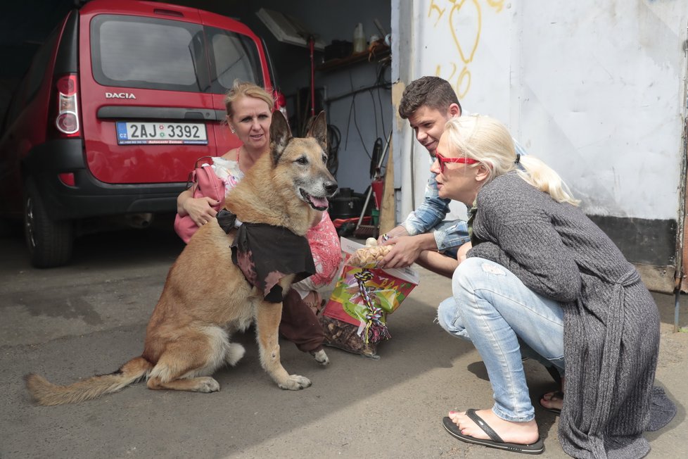 Dingo by už nejraději skákal, na zraněnou nohu ale zatím opatrně našlapuje.