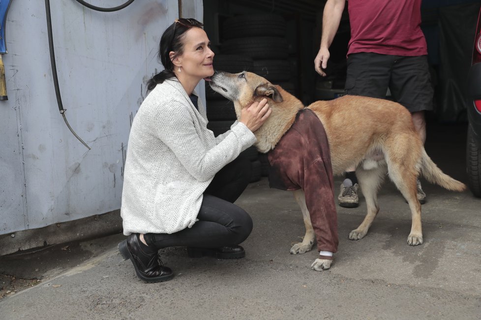 Dingo by už nejraději skákal, na zraněnou nohu ale zatím opatrně našlapuje.