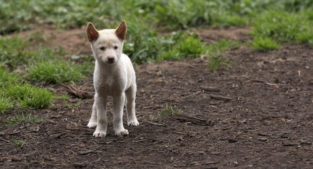 Nový druh pes dingo: : 300 let stará záhada vyřešena