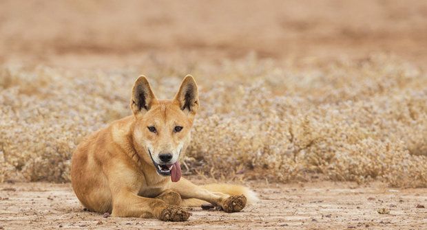 Dingo je dingo: Mnohaletá hádanka vyřešena