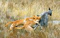 Při lovu větší kořisti, jako jsou třeba klokani, dingové spolupracují