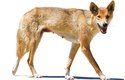 Je dingo zdivočelý domácí pes nebo úplně jiná psovitá šelma? Rozhodl to moderní výzkum!