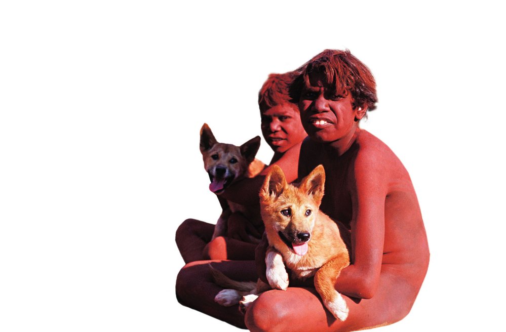 Domorodí Austrálci dodnes chovají dingy jako své domácí mazlíčky 