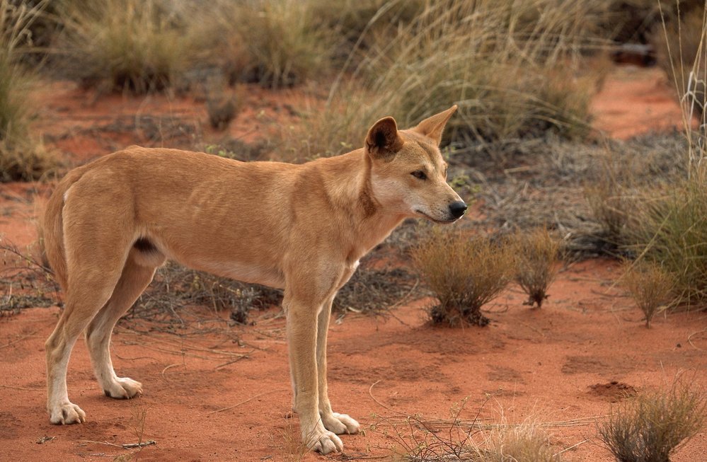 Pes dingo: V Austrálii je doma