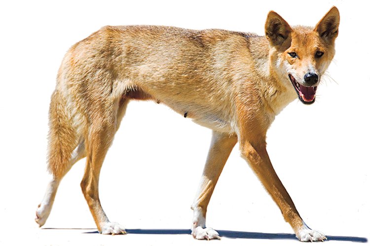 Je dingo zdivočelý domácí pes nebo úplně jiná psovitá šelma? Rozhodl to moderní výzkum!