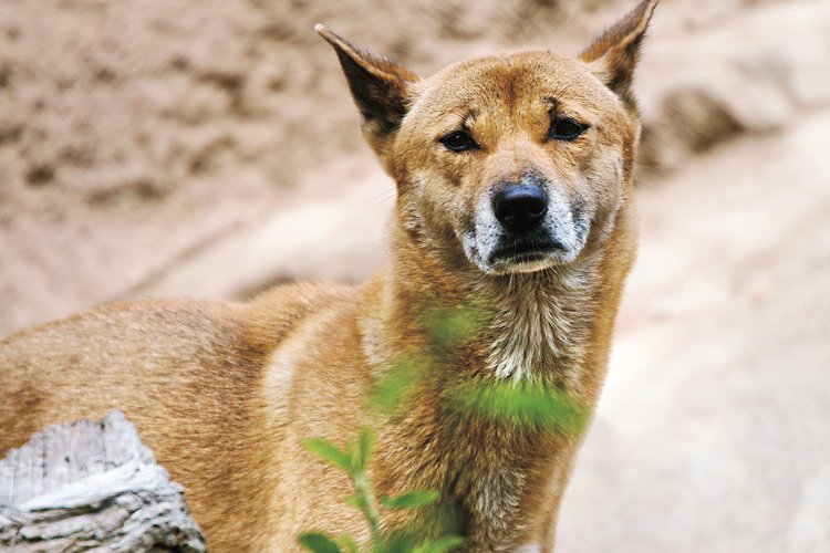 Zpívající psi se dingům podobají natolik, že se jim přezdívá pralesní dingo