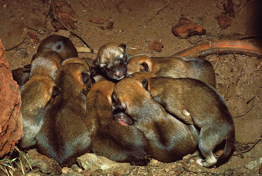 Samice dinga rodí mláďata v doupěti tvořeném např. nějakou skalní puklinou