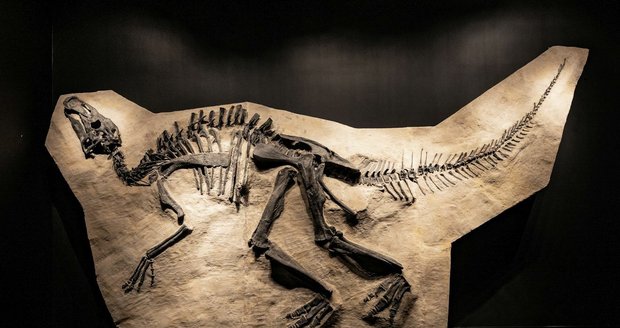 Nový obyvatel metropole Ed, dinosaurus, který obýval Zemi před 66 miliony let.