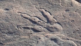 Holčička (4) na procházce našla v kameni stopu dinosaura: Podle expertů je stará 215 milionů let!