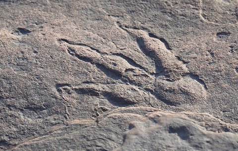 Holčička (4) našla v kameni stopu starou 215 milionů let: Pomůže objasnit tajemství dinosaurů?