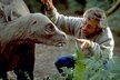 Steven Spielberg režíruje mládě býložravého sauropoda